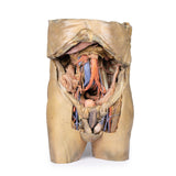 Abdomen with bilateral Hernias | EZ-MP1130 | Sim & Skills Ltd