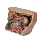 Abdomen vasculature | EZ-MP1131 | Sim & Skills Ltd