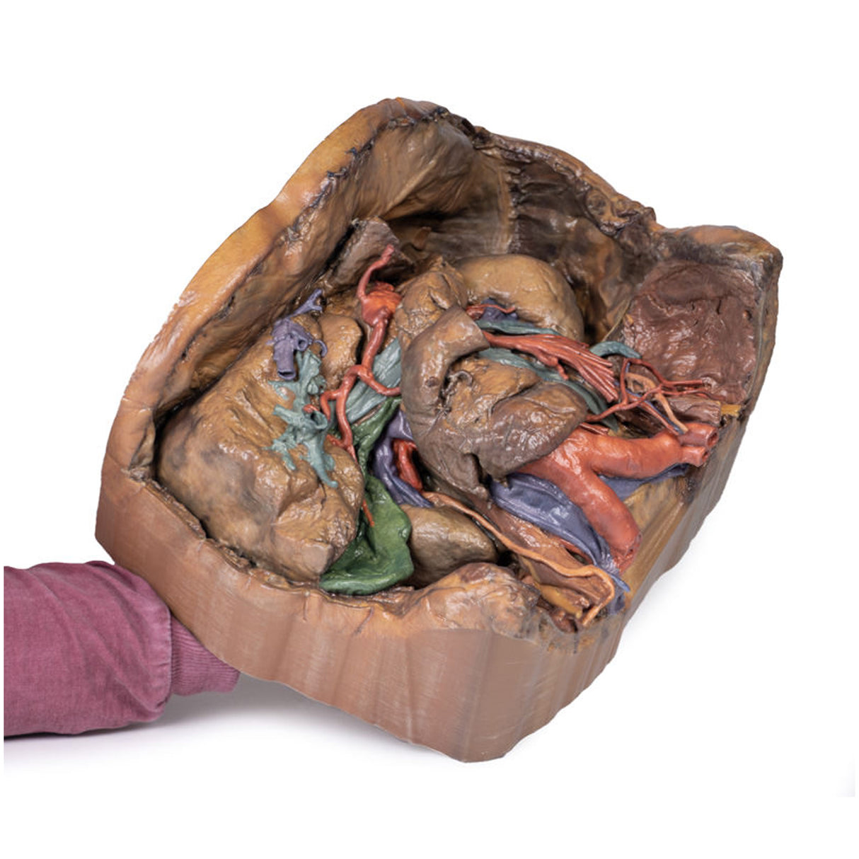 Abdomen vasculature | EZ-MP1131 | Sim & Skills Ltd