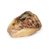 Abdomen with inguinal hernia | EZ-MP1133 | Sim & Skills Ltd
