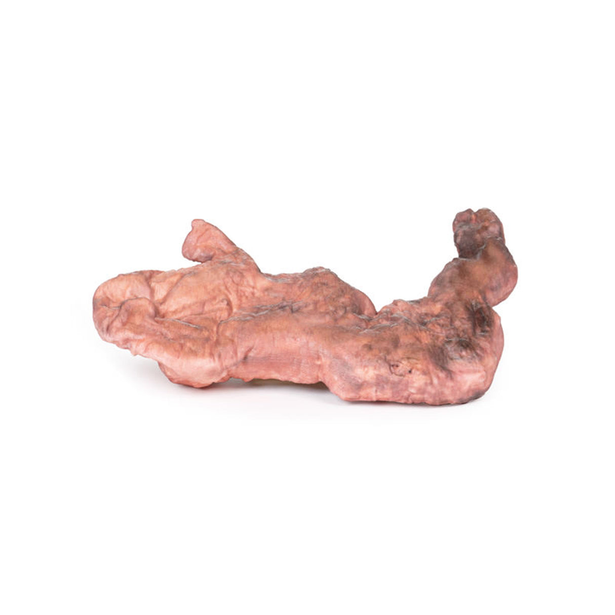 Stomach | EZ-MP1134 | Sim & Skills Ltd