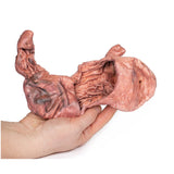 Stomach | EZ-MP1134 | Sim & Skills Ltd