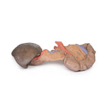 Spleen and pancreas | EZ-MP1135 | Sim & Skills Ltd