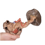Spleen and pancreas | EZ-MP1135 | Sim & Skills Ltd