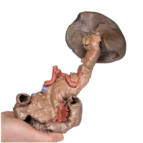 Spleen and pancreas | EZ-MP1135 | Sim & Skills Ltd