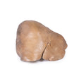 Liver with vessels and gallbladder | EZ- MP1136 | Sim & Skills Ltd