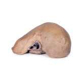 Liver with vessels and gallbladder | EZ- MP1136 | Sim & Skills Ltd
