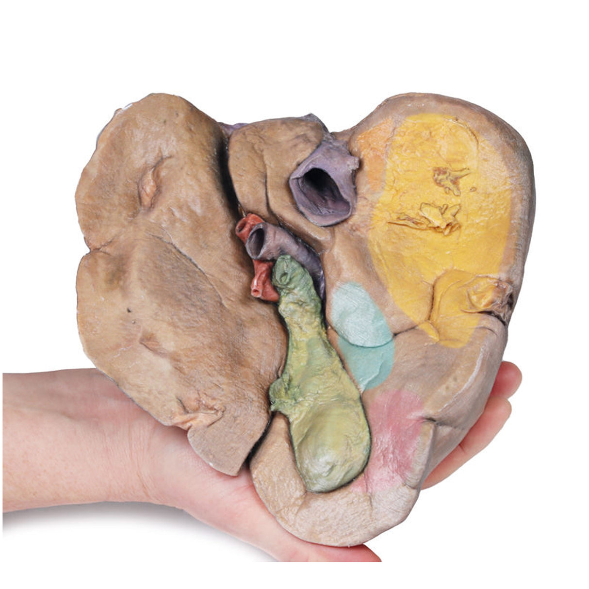 Liver with vessels and gallbladder | EZ- MP1136 | Sim & Skills Ltd