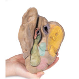 Liver with vessels and gallbladder | EZ- MP1136 | Sim & Skills Ltd
