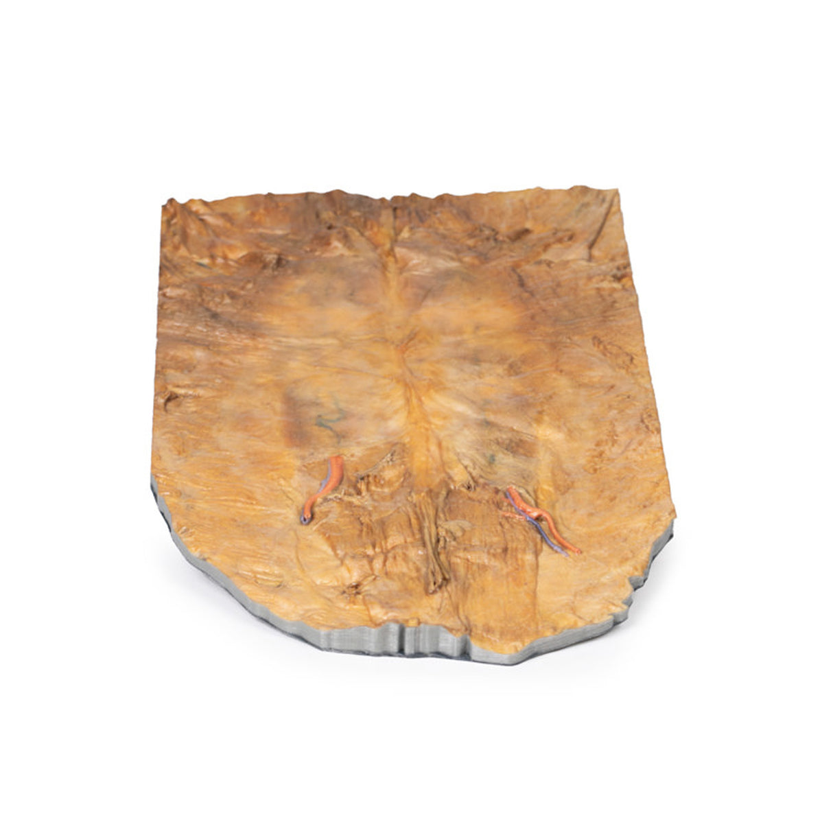 Internal abdominal wall | EZ-MP1137 | Sim & Skills Ltd
