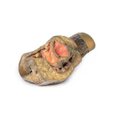 Female hemipelvis and thigh | EZ-MP1140 | Sim & Skills Ltd
