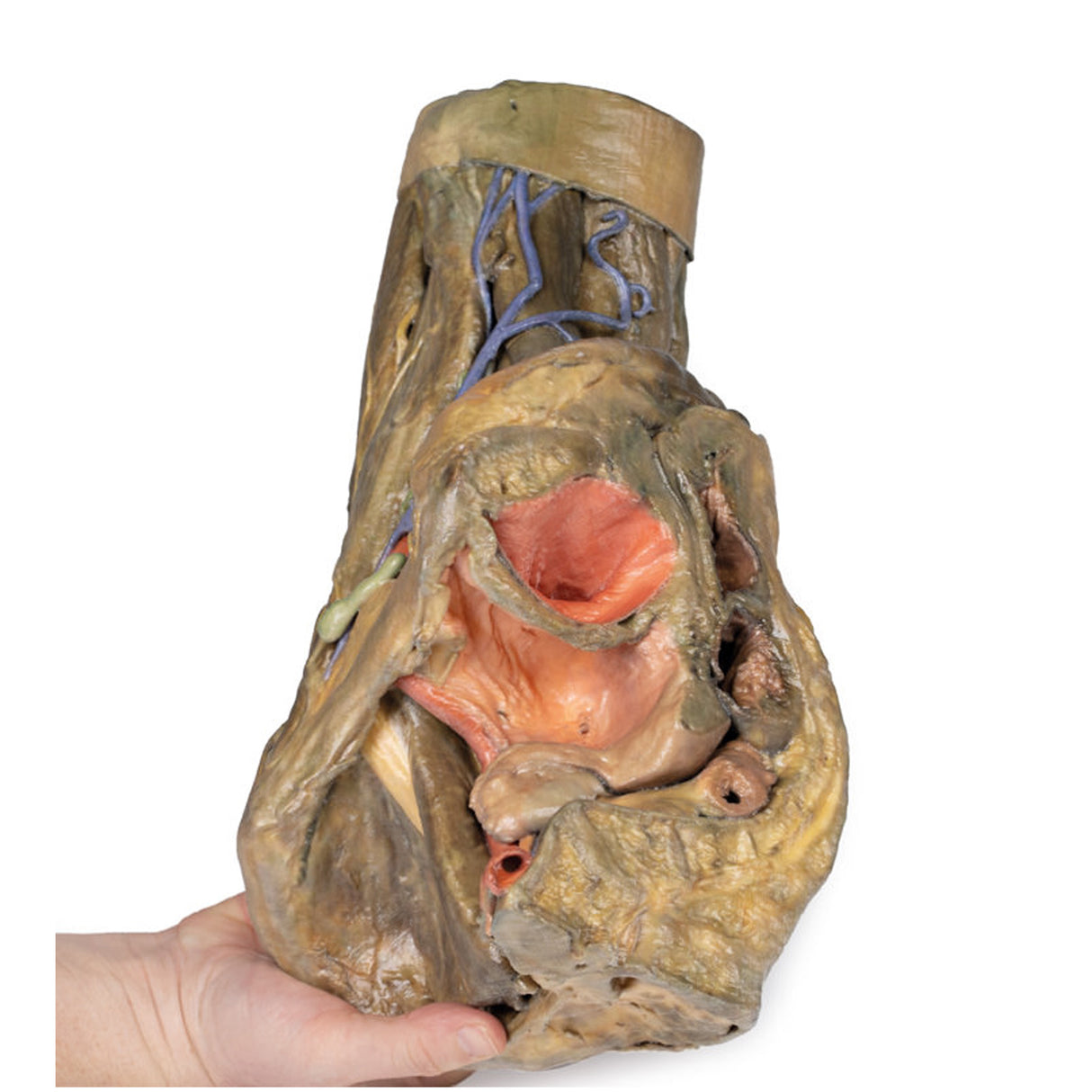 Female hemipelvis and thigh | EZ-MP1140 | Sim & Skills Ltd