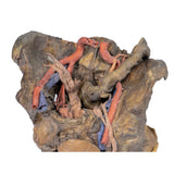 Female pelvis deep dissection | EZ-MP1141 | Sim & Skills Ltd