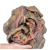 Female pelvis deep dissection | EZ-MP1141 | Sim & Skills Ltd