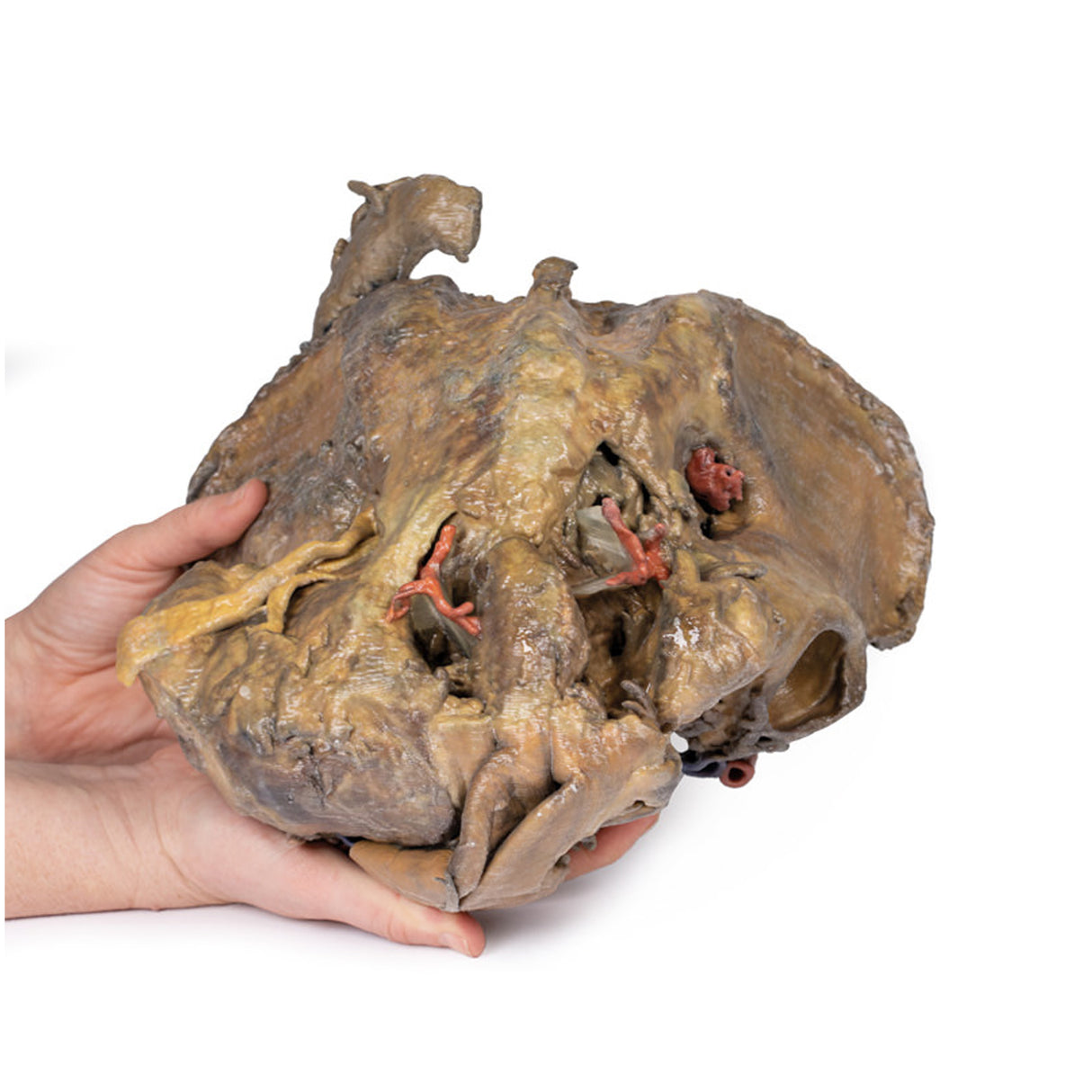 Female pelvis deep dissection | EZ-MP1141 | Sim & Skills Ltd