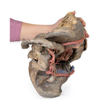 Female pelvis deep dissection | EZ-MP1141 | Sim & Skills Ltd