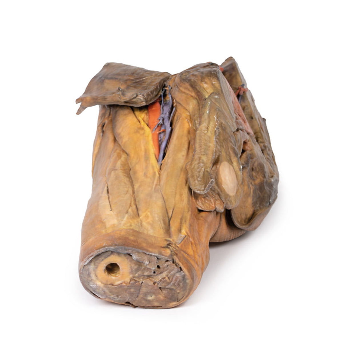 Male hemipelvis and thigh | EZ-MP1142 | Sim & Skills Ltd