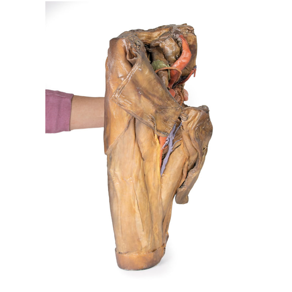 Male hemipelvis and thigh | EZ-MP1142 | Sim & Skills Ltd