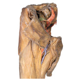 Male hemipelvis and thigh | EZ-MP1142 | Sim & Skills Ltd