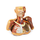 Head, Neck and Shoulder with angiosomes | EZ-MP1250 | Sim & Skills Ltd
