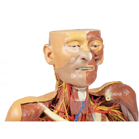 Head, Neck and Shoulder with angiosomes | EZ-MP1250 | Sim & Skills Ltd