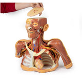 Head, Neck and Shoulder with angiosomes | EZ-MP1250 | Sim & Skills Ltd