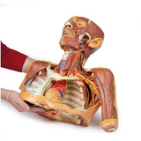 Head, Neck and Shoulder with angiosomes | EZ-MP1250 | Sim & Skills Ltd