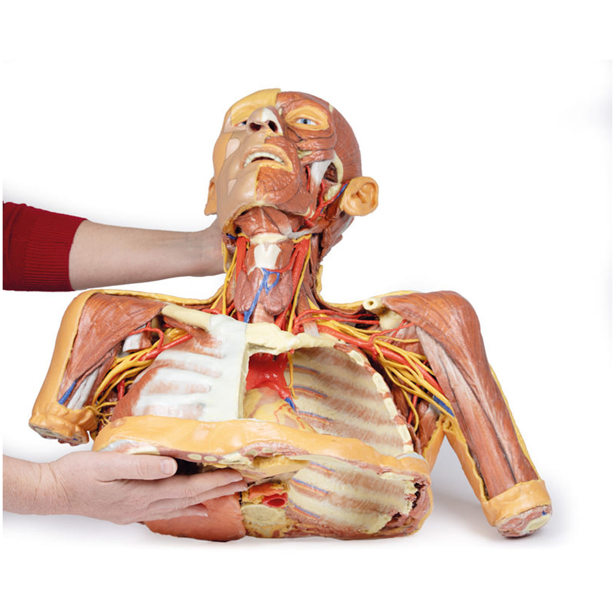 Head, Neck and Shoulder with angiosomes | EZ-MP1250 | Sim & Skills Ltd