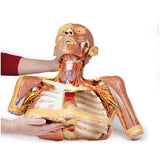 Head, Neck and Shoulder with angiosomes | EZ-MP1250 | Sim & Skills Ltd