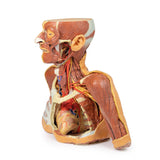 Head, Neck and Shoulder with angiosomes | EZ-MP1250 | Sim & Skills Ltd