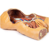 Posterior Abdominal wall | EZ-MP1300 | Sim & Skills Ltd