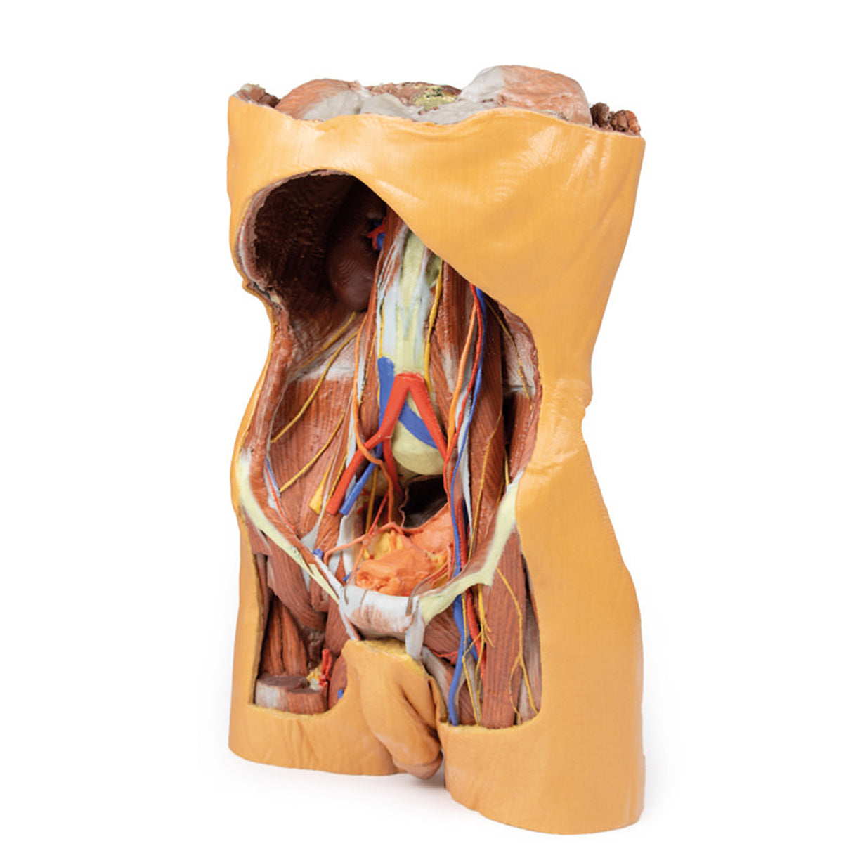 Posterior Abdominal wall | EZ-MP1300 | Sim & Skills Ltd