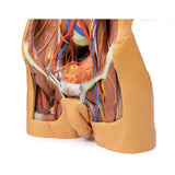 Posterior Abdominal wall | EZ-MP1300 | Sim & Skills Ltd