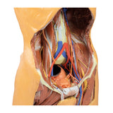 Posterior Abdominal wall | EZ-MP1300 | Sim & Skills Ltd