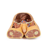 Posterior Abdominal wall | EZ-MP1300 | Sim & Skills Ltd