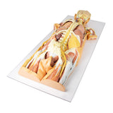 Nervous System Dissection (posterior view) | EZ-MP1400 | Sim & Skills Ltd