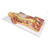 Posterior Body Wall / Ventral Deep Dissection | EZ-MP1410 | Sim & Skills Ltd