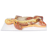 Posterior Body Wall / Ventral Deep Dissection | EZ-MP1410 | Sim & Skills Ltd