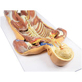 Posterior Body Wall / Ventral Deep Dissection | EZ-MP1410 | Sim & Skills Ltd