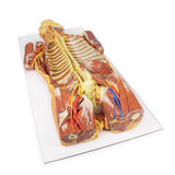 Posterior Body Wall / Ventral Deep Dissection | EZ-MP1410 | Sim & Skills Ltd
