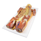 Posterior Body Wall / Ventral Deep Dissection | EZ-MP1410 | Sim & Skills Ltd