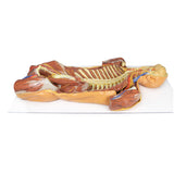 Posterior Body Wall / Ventral Deep Dissection | EZ-MP1410 | Sim & Skills Ltd