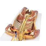 Posterior Body Wall / Ventral Deep Dissection | EZ-MP1410 | Sim & Skills Ltd