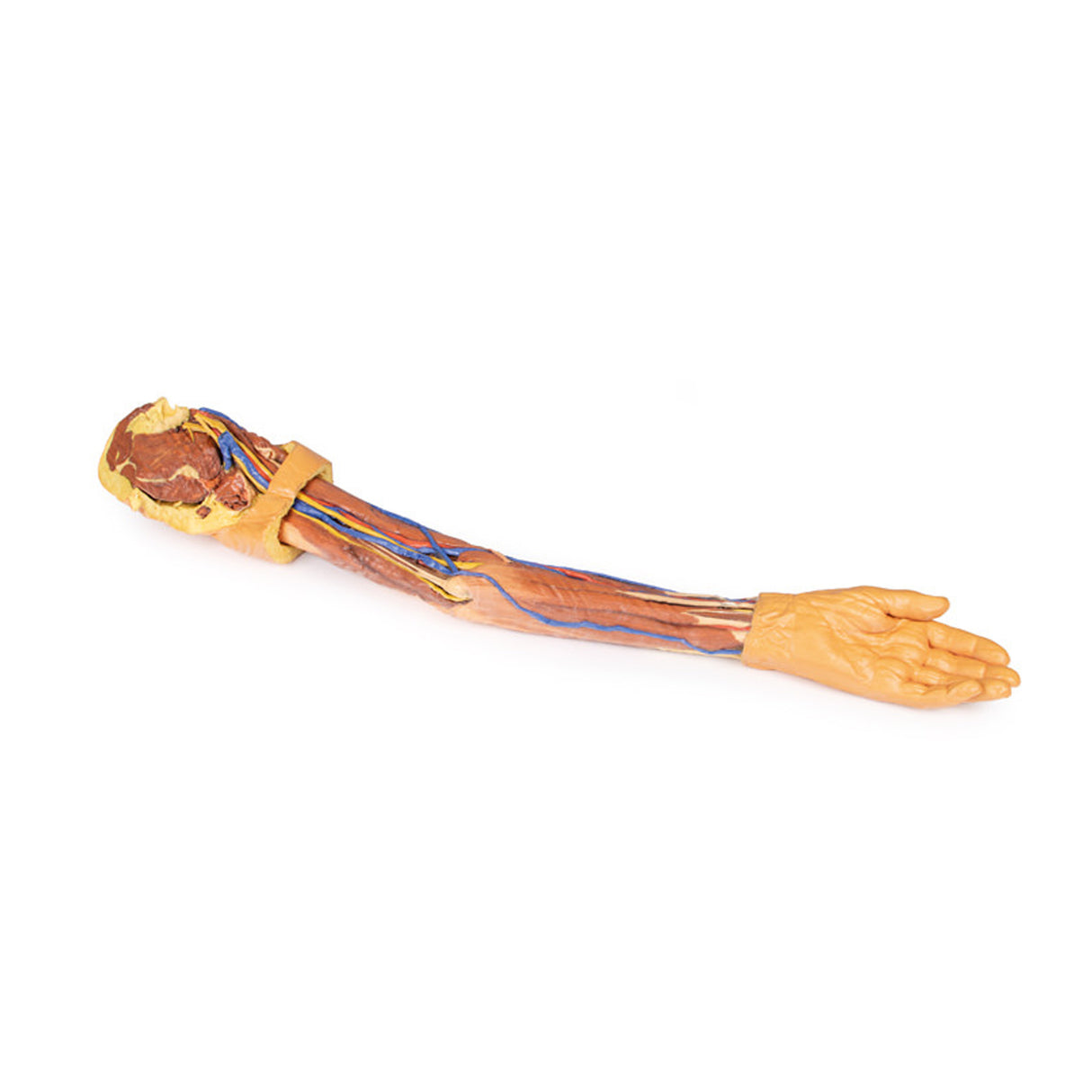 Upper Limb | EZ-MP1500 | Sim & Skills Ltd