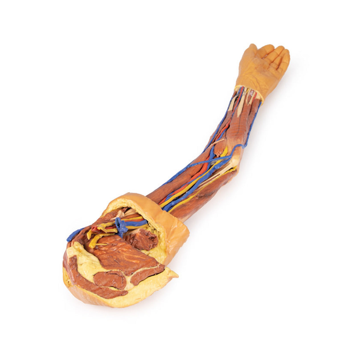 Upper Limb | EZ-MP1500 | Sim & Skills Ltd