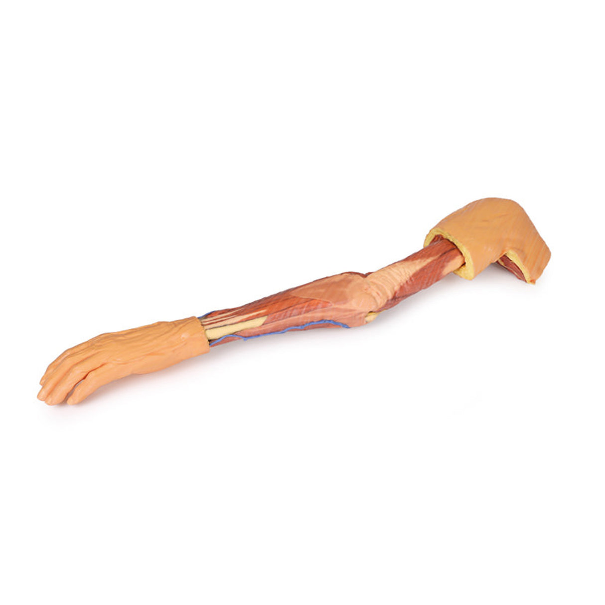 Upper Limb | EZ-MP1500 | Sim & Skills Ltd