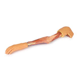 Upper Limb | EZ-MP1500 | Sim & Skills Ltd