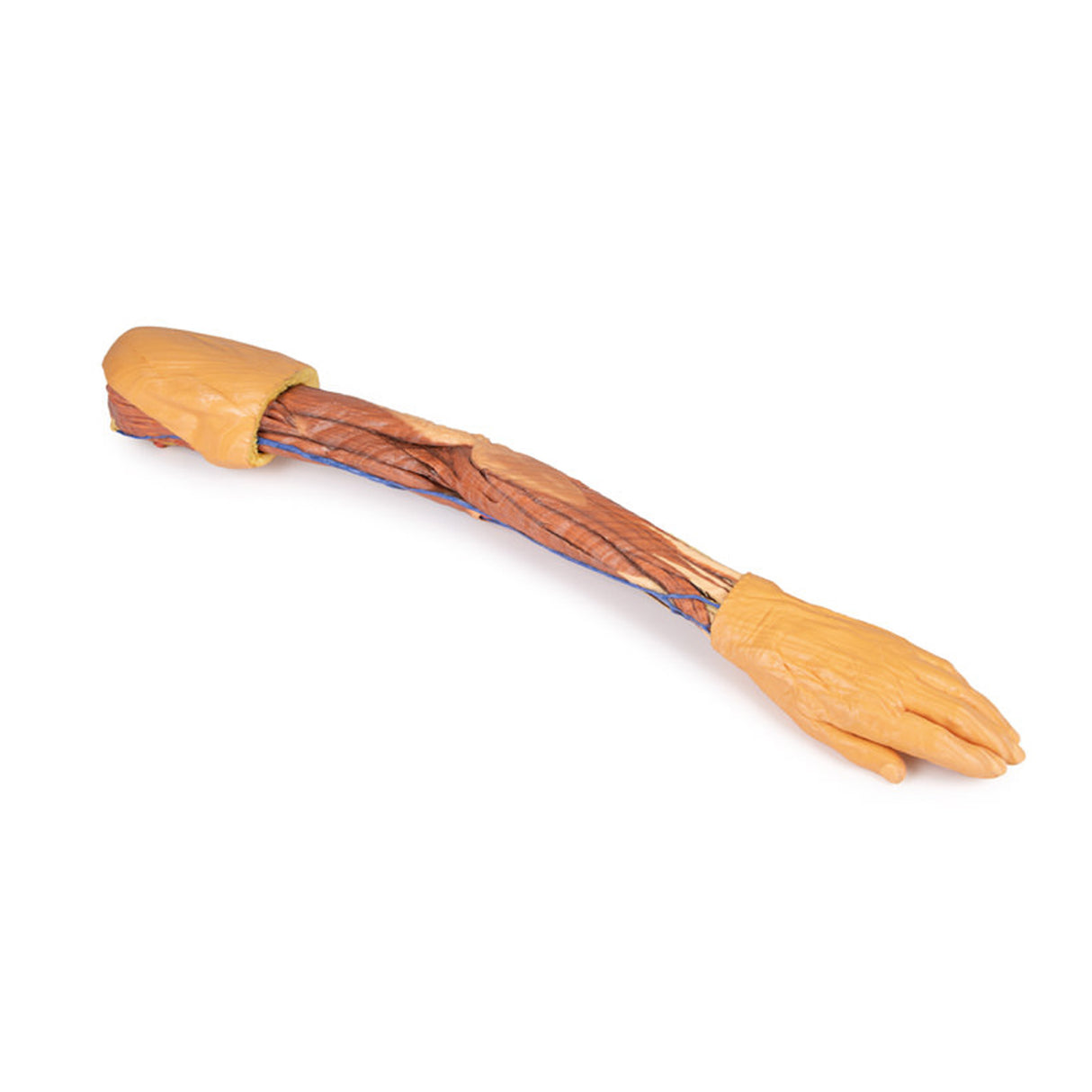 Upper Limb | EZ-MP1500 | Sim & Skills Ltd