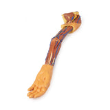 Upper Limb | EZ-MP1500 | Sim & Skills Ltd