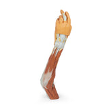 Upper Limb - elbow, forearm and hand | EZ-MP1510 | Sim & Skills Ltd 